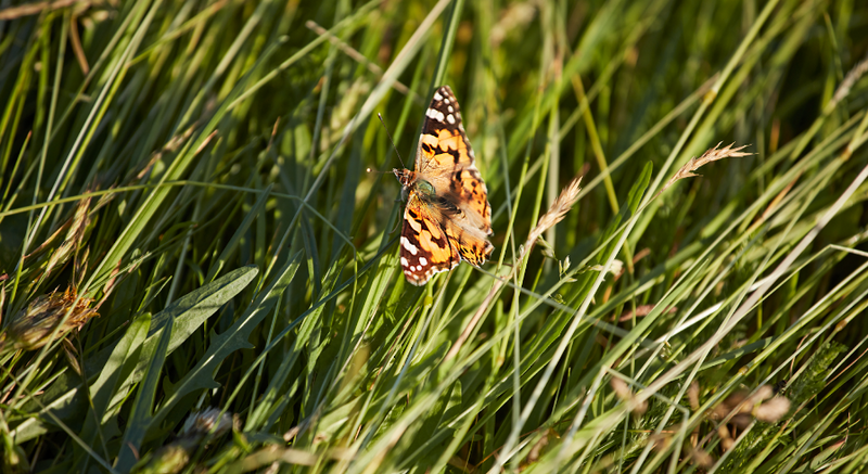 Biodiversidad: Protegiendo Especies y Ecosistemas