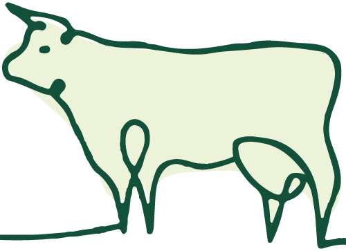 vaca