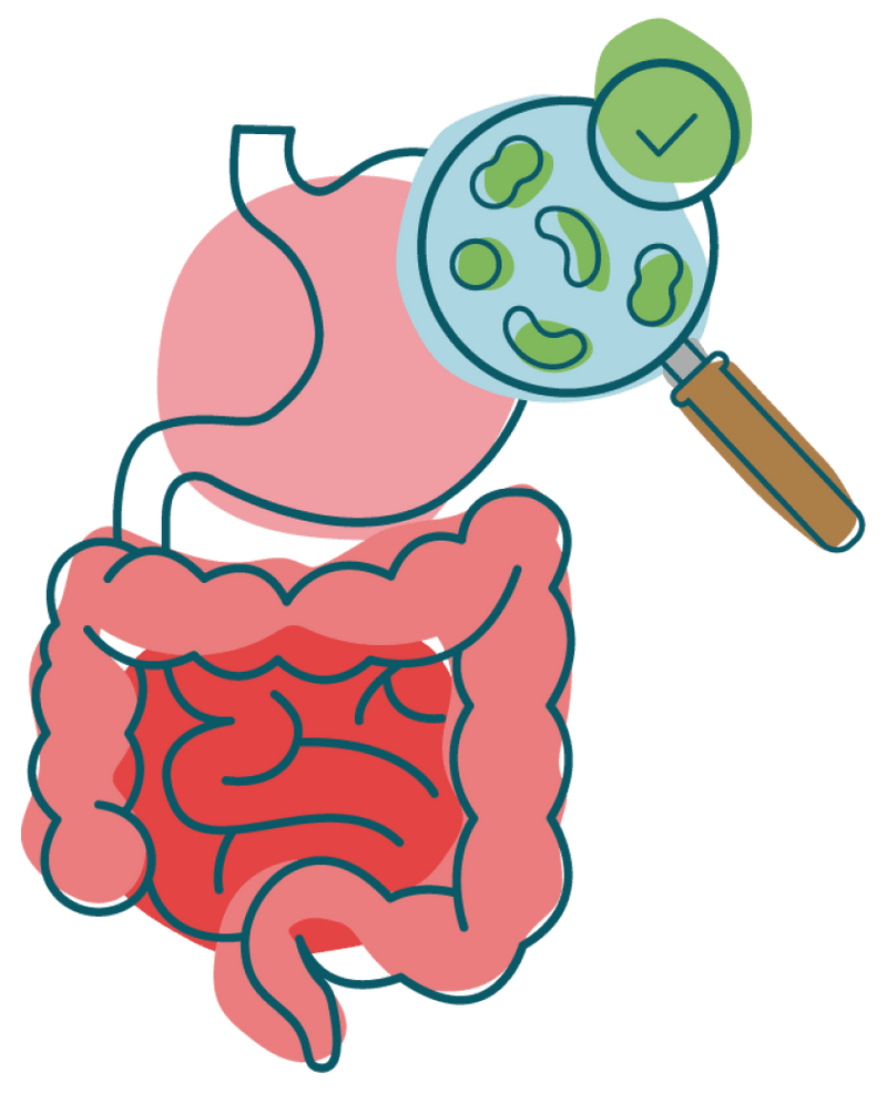 bacterias en intestinos